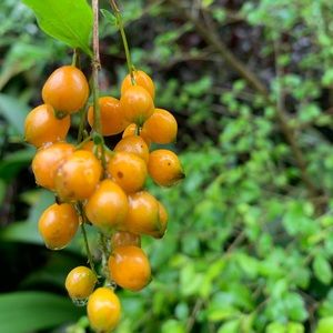 Meet your Posher, Chang